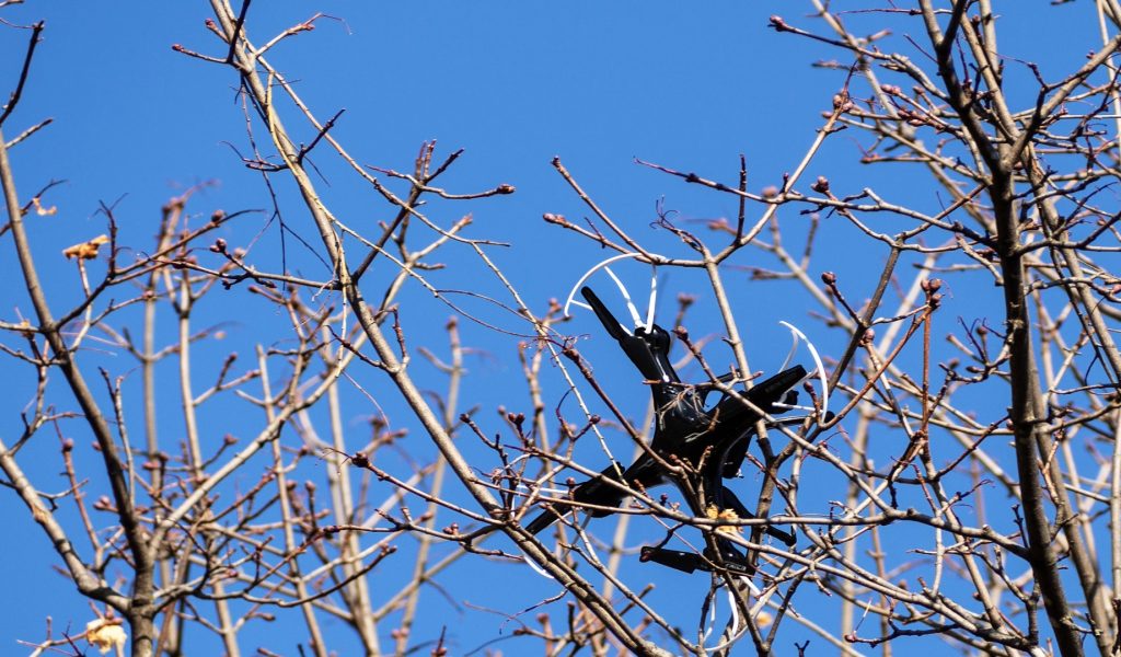 drone lost and stuck in tree